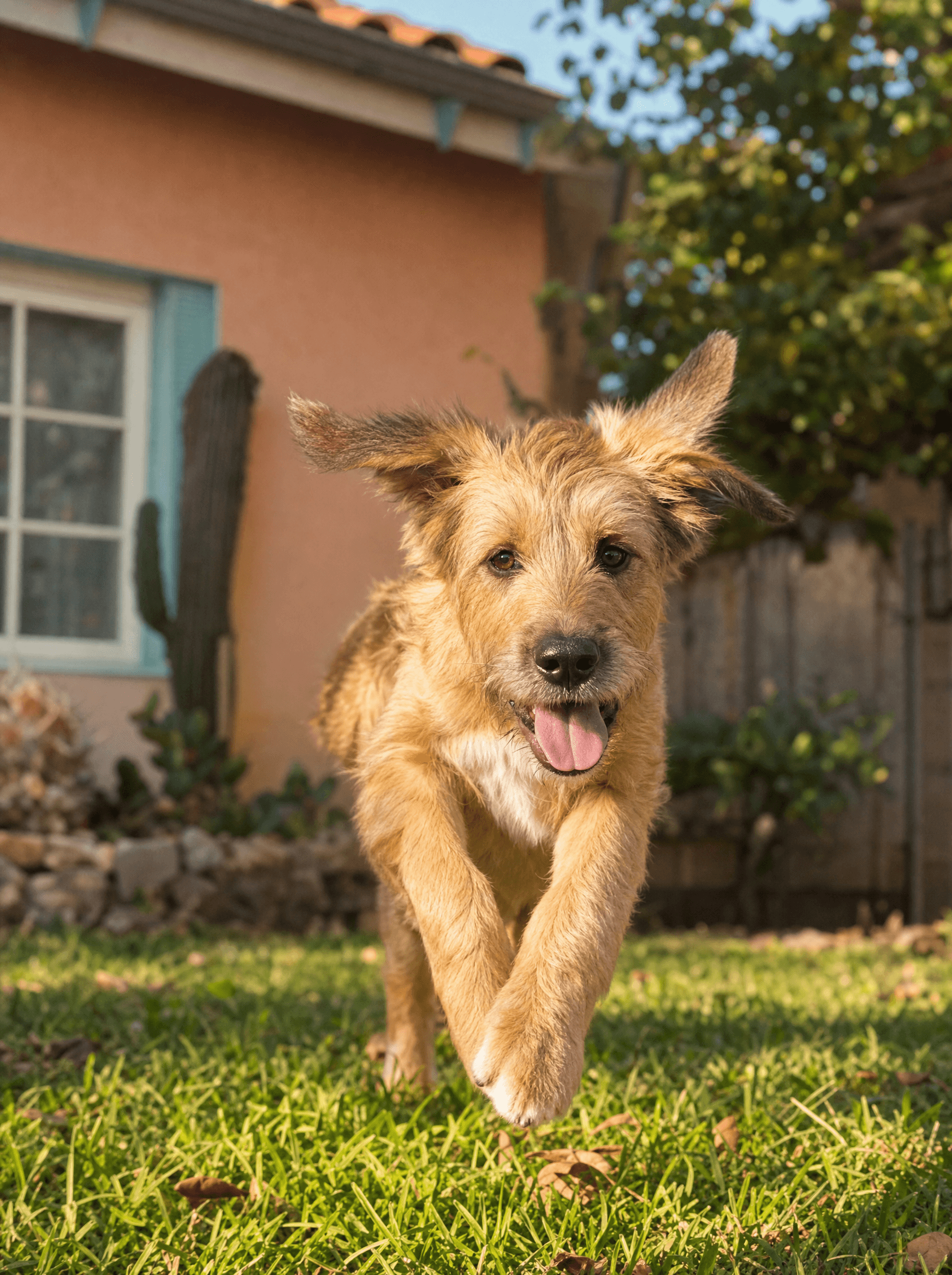 A happy mixed-breed rescue dog mid-action in a sunlit backyard