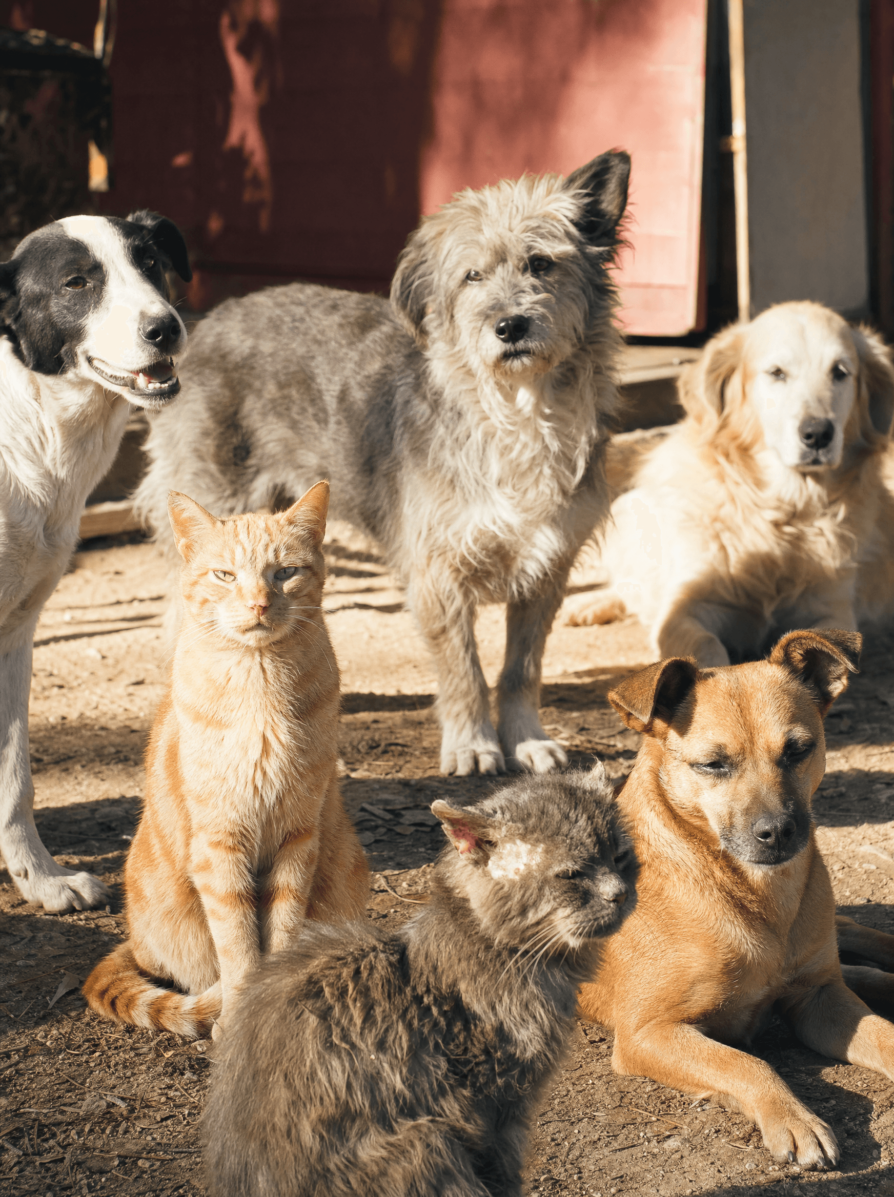 Rescue dogs and cats coexisting peacefully in a sunlit yard