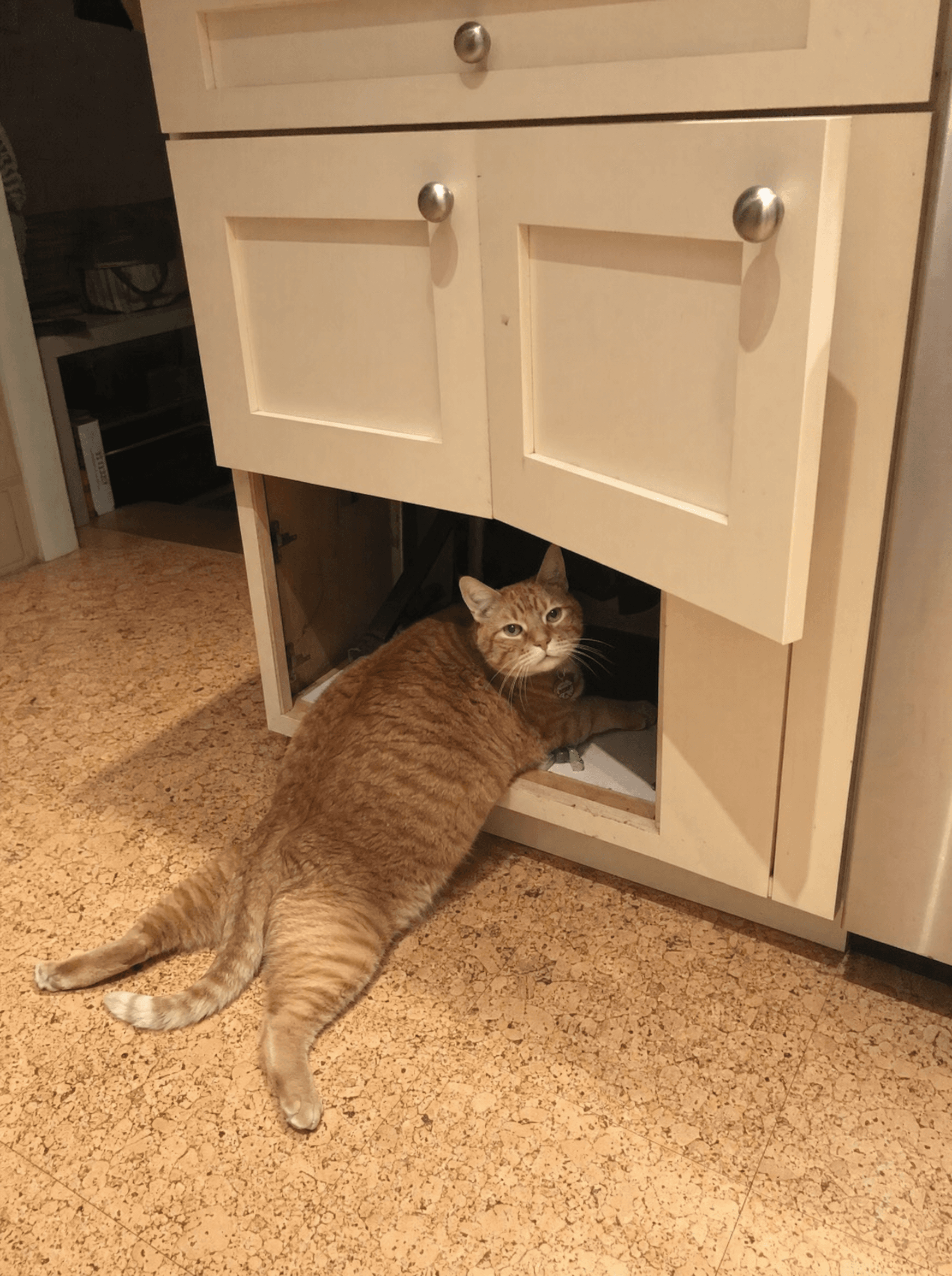 Orange cat with both back legs stuck through an open kitchen cabinet, looking unbothered