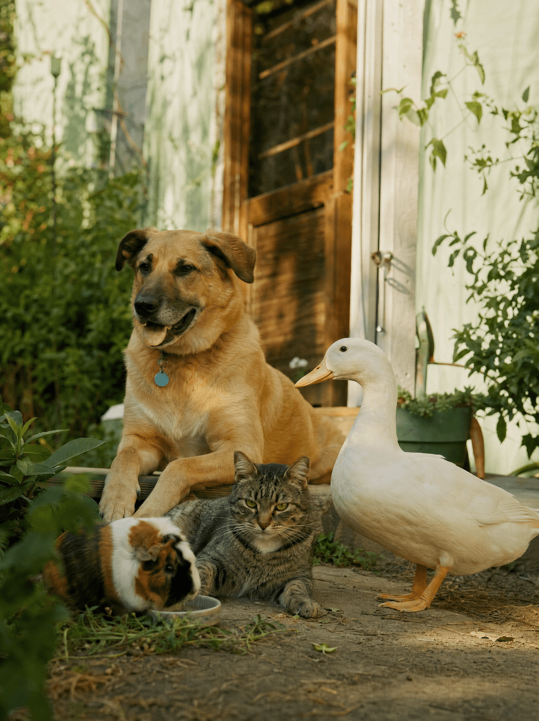 Sunlit backyard with a rescue dog, tabby cat, duck, and guinea pig coexisting peacefully