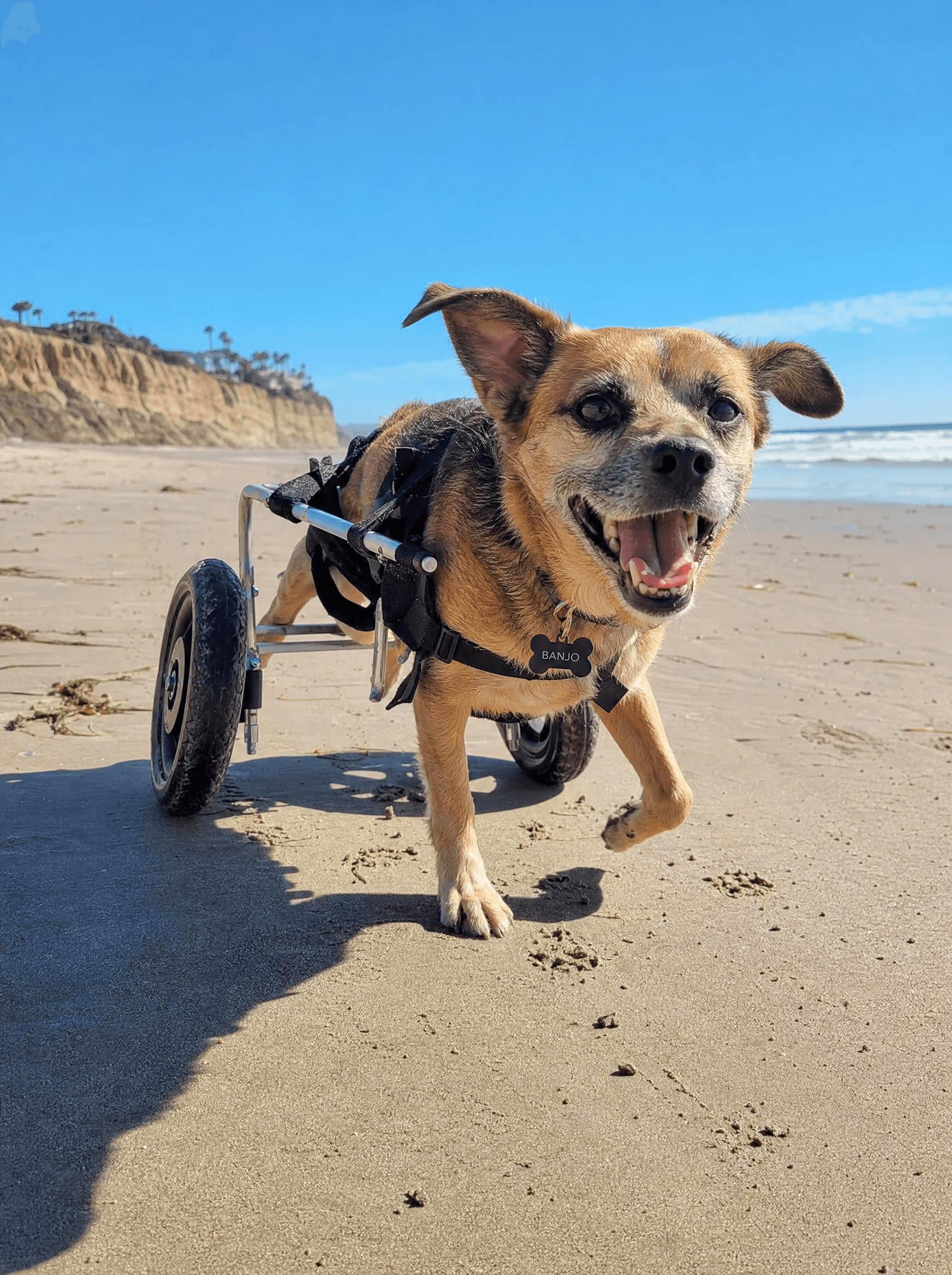 Rescue dog Banjo in a wheelchair running on a beach, smiling