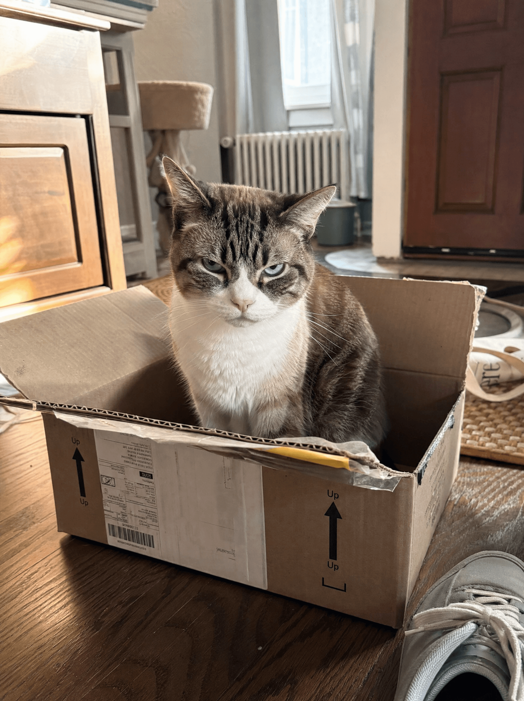 Cat sitting inside an open cardboard package, glaring at camera with contempt