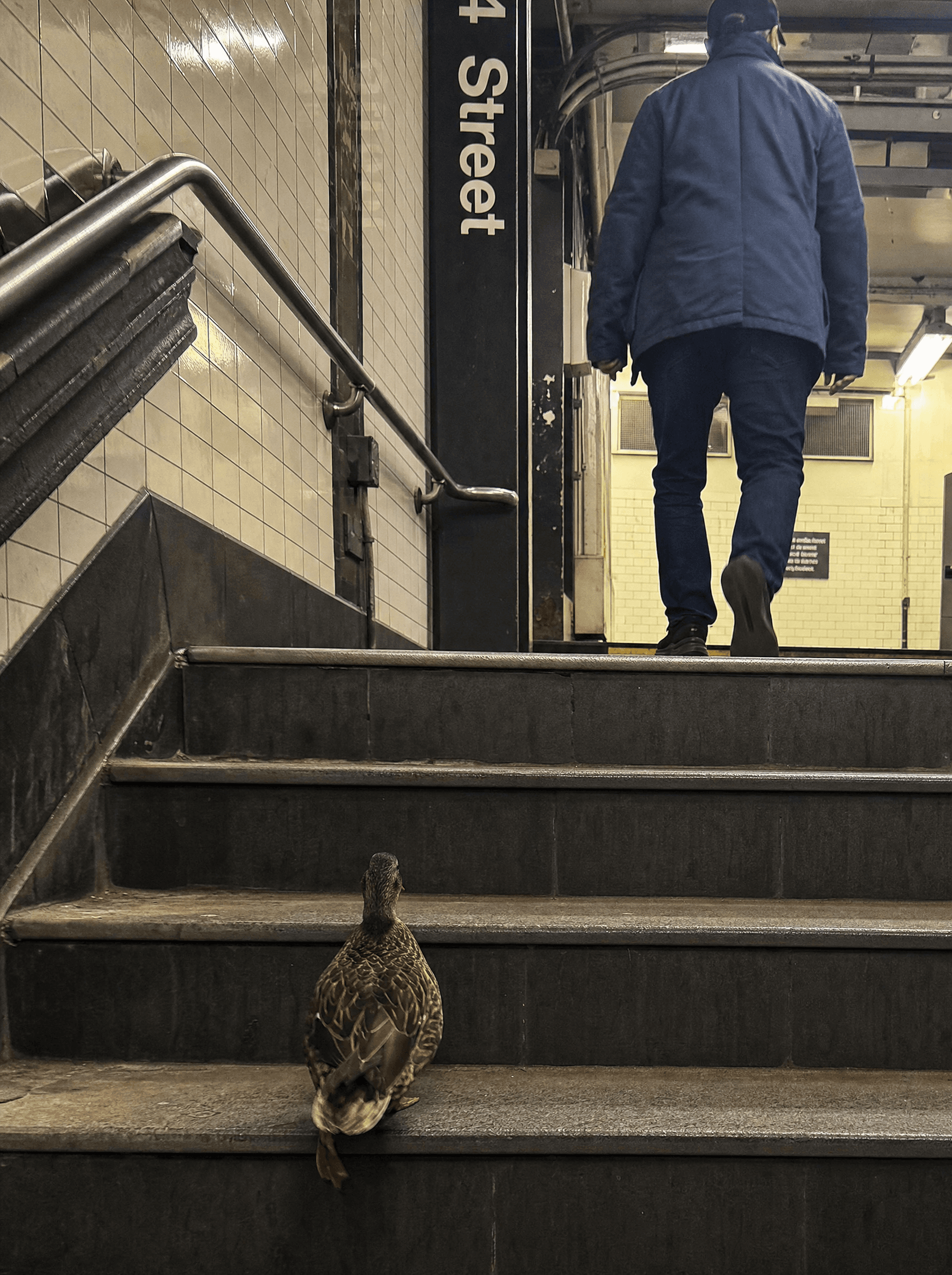 Duck walking up subway stairs, composed and unbothered