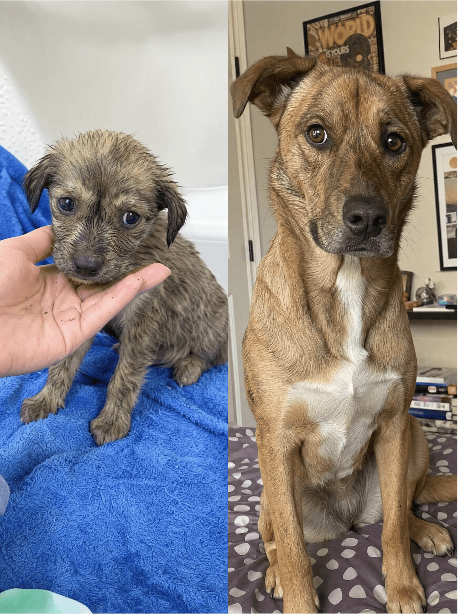 Side-by-side photo of rescue dog Juniper as a puppy and as a confident adult