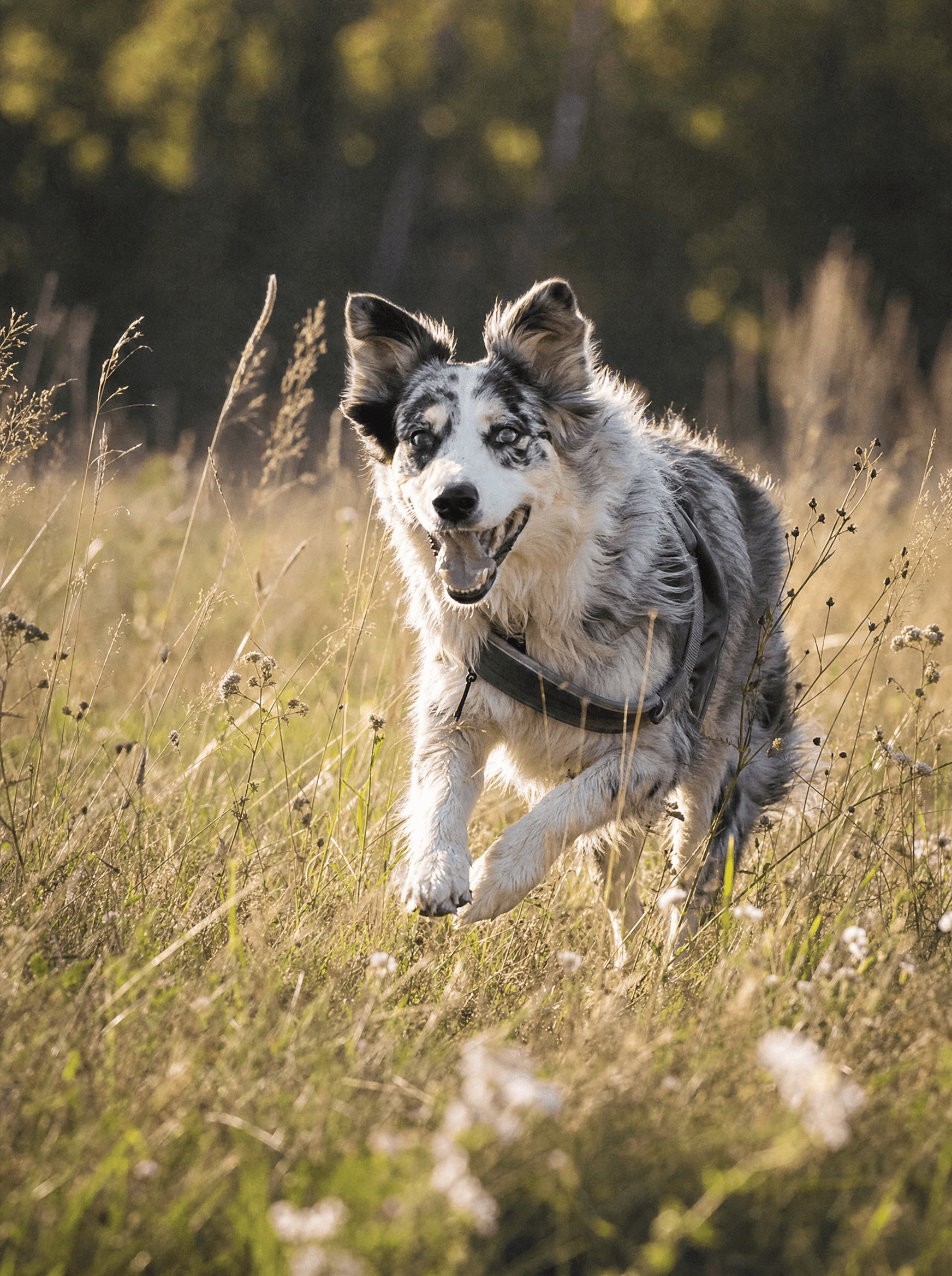 Rescue dog Marble running through a sunlit summer field