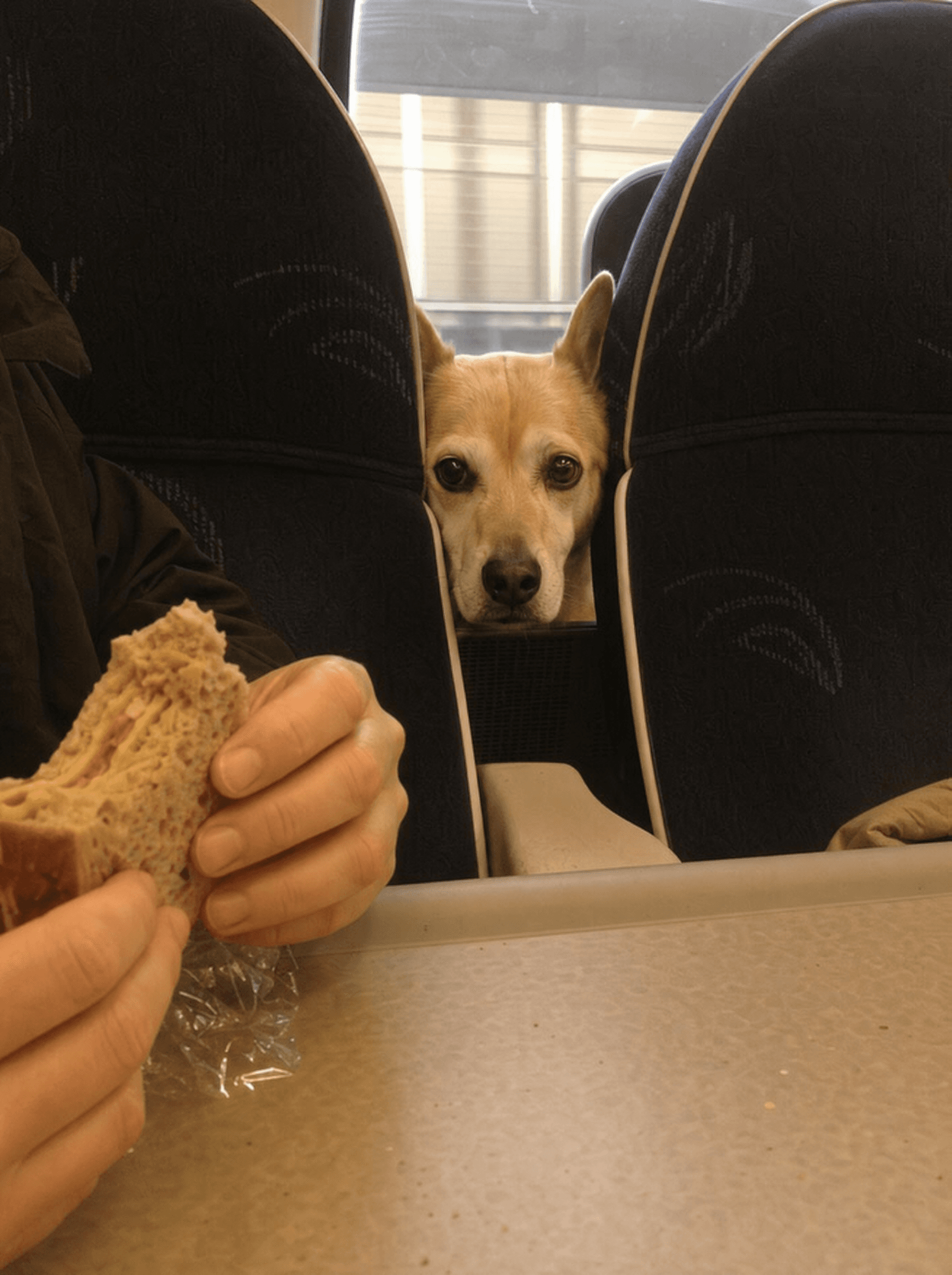 Dog's head sticking up between two train seats looking at a passenger's sandwich