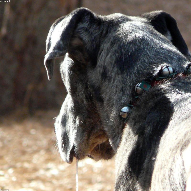 A candid phone photo of a dog before its custom portrait