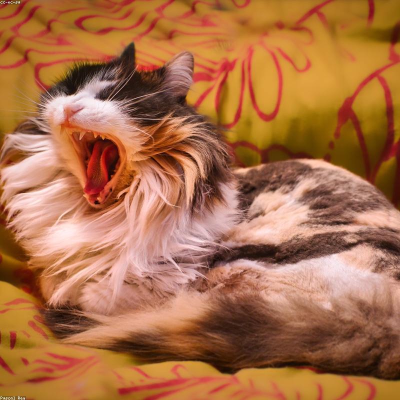 A candid phone photo of a cat before its custom portrait