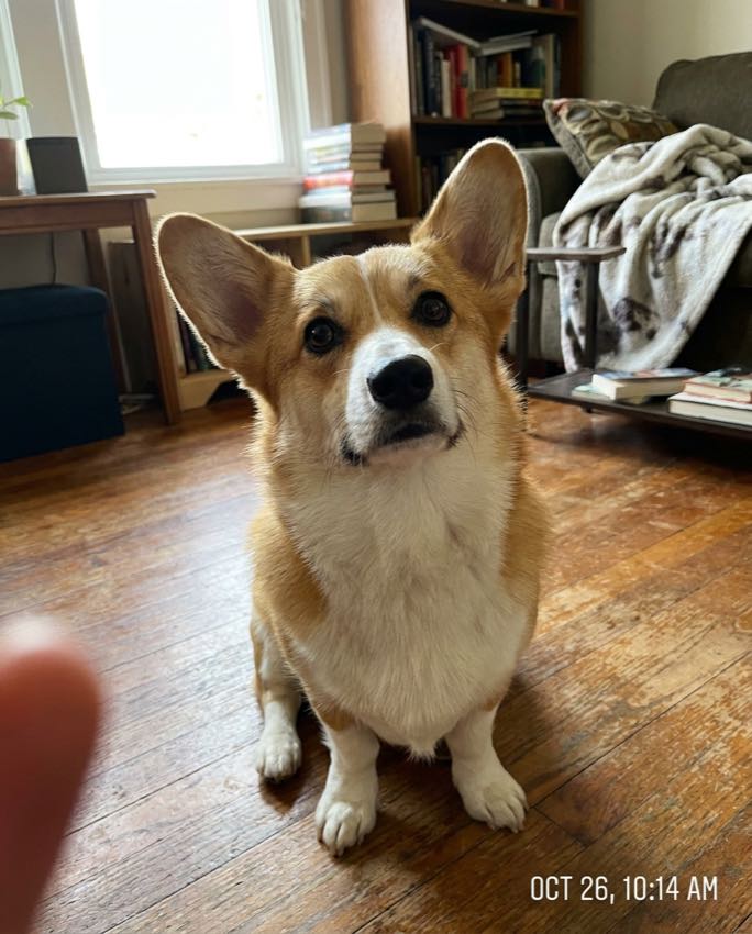 A candid home photo of a corgi before its custom portrait