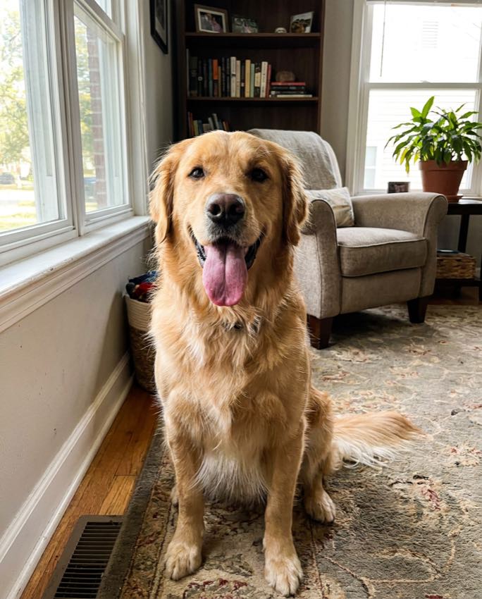 A candid living-room photo of a golden retriever before its custom portrait