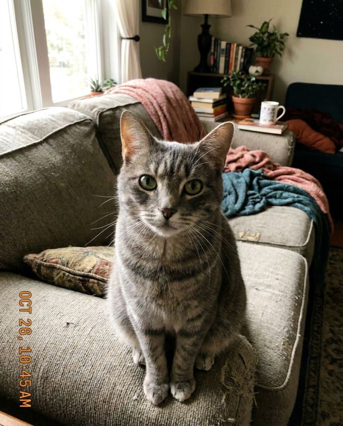A candid home photo of a grey tabby cat before its custom portrait